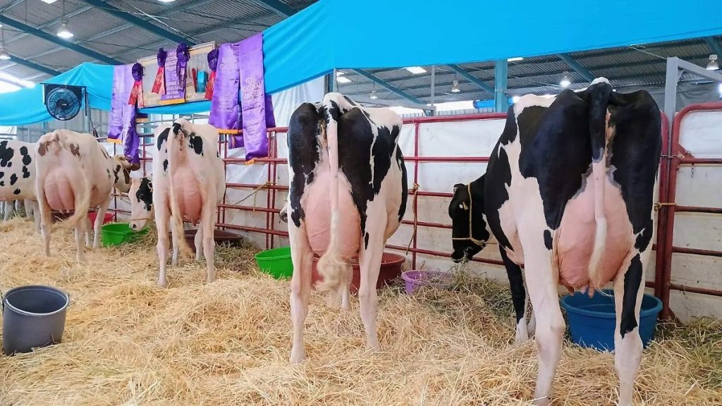 San Juan del Río produce 500 000 L de leche diaria y refuerza su rol estratégico